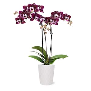 Orchid (Phalaenopsis) Mini Dark Purple Plant ar 2-1/2 in. White Ceramic Pottery