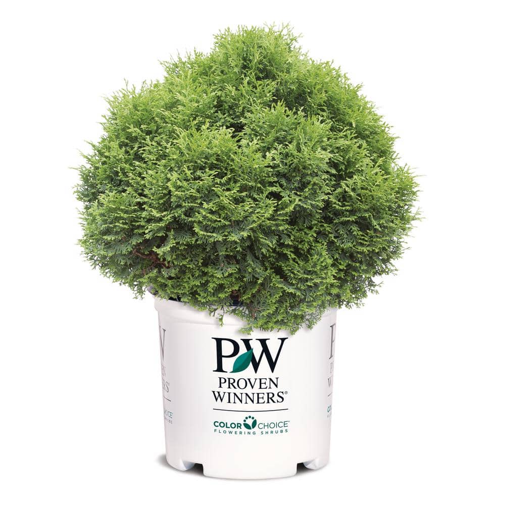 PROVEN WINNERS 1 Gal. Tator Tot Thuja Arborvitae Live Evergreen