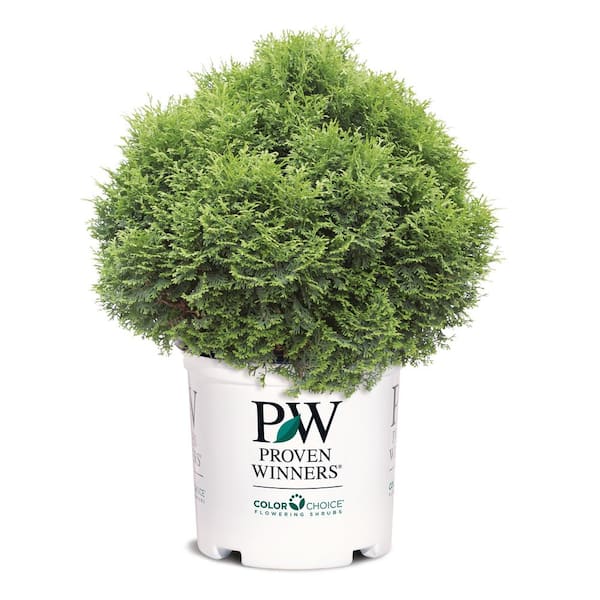 PROVEN WINNERS 1 Gal. Tator Tot Thuja Arborvitae Live Evergreen Shrub ...