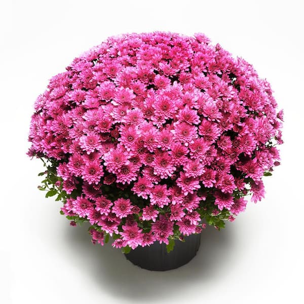 ENCORE AZALEA 3 Qt. Chrysanthemum (Mum) Plant with Purple Flowers