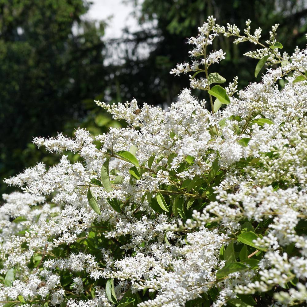 national PLANT NETWORK 20.205 Gal. Ligustrum Curly Leaf Flowering Shrub with  White Blooms HD20
