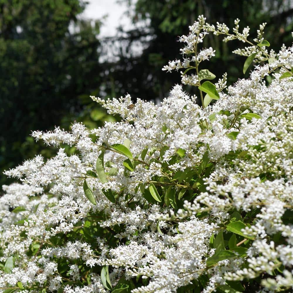 2.5 qt. Ligustrum Curly Leaf Flowering Shrub with White Blooms price history on PriceWatchPro