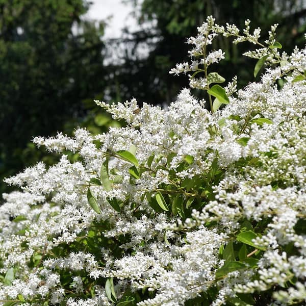 2.25 Gal. Ligustrum Curly Leaf Flowering Shrub with White Blooms