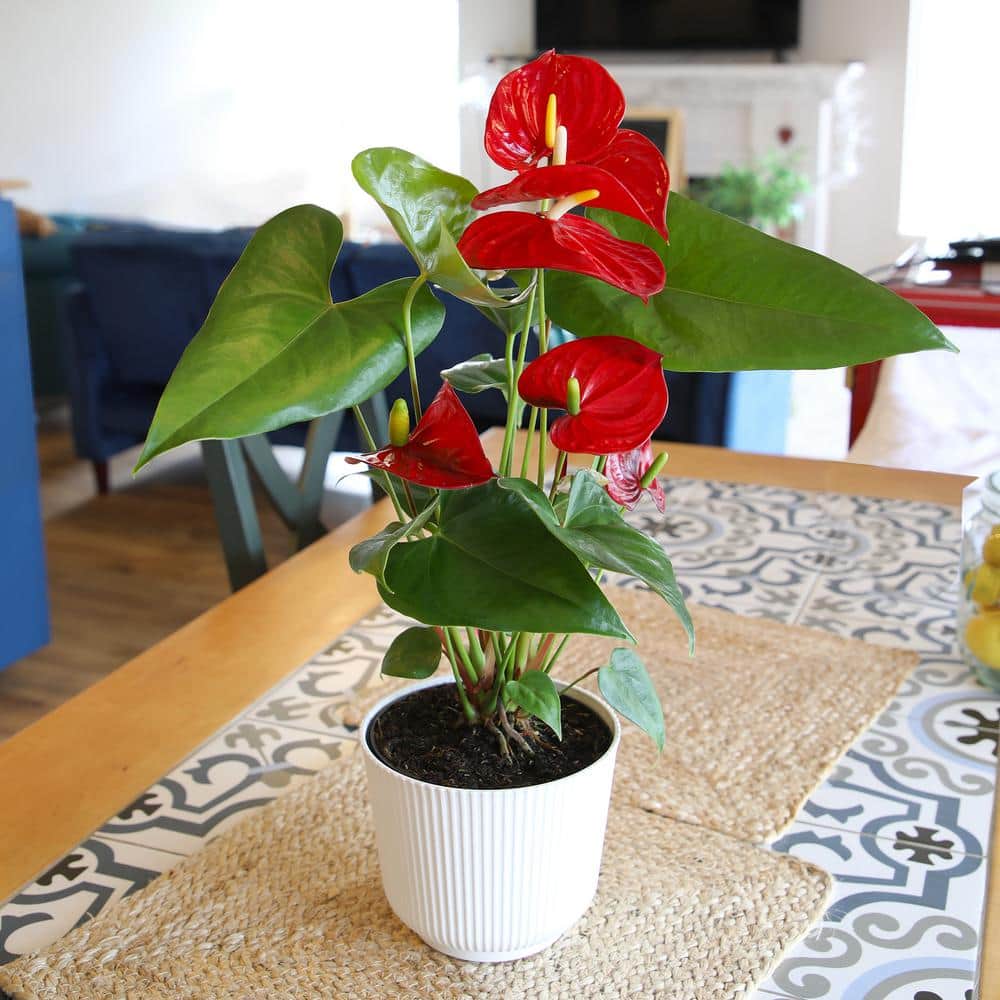 Large Red Anthurium Flamingo Flower in White Planter