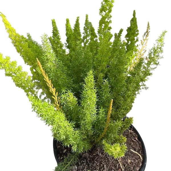 3 Gal. Foxtail Fern (Asparagus) Plant in 10 in. Black Nursery Pot