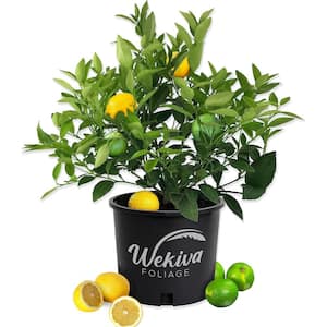 Cocktail Tree-Lemon and Lime-Live Plant in a 1 Gallon Pot-Florida Only-Cannot Ship Out of Florida-Fruit Tree