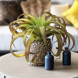 14 in. Giant Large Brown Tillandsia Artificial Succulent Stem Plant Greenery Pick Spray Branch