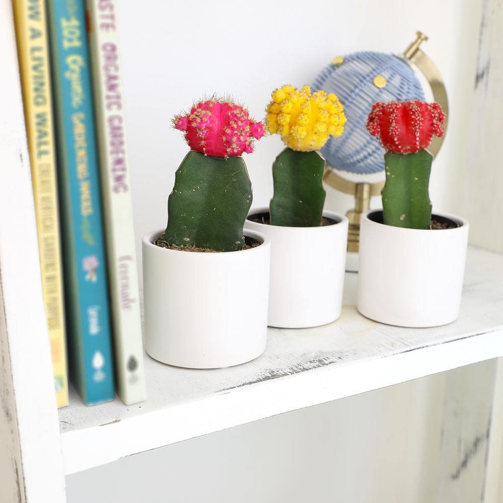Vibrant Grafted Cactus Trio in White Ceramic Pots