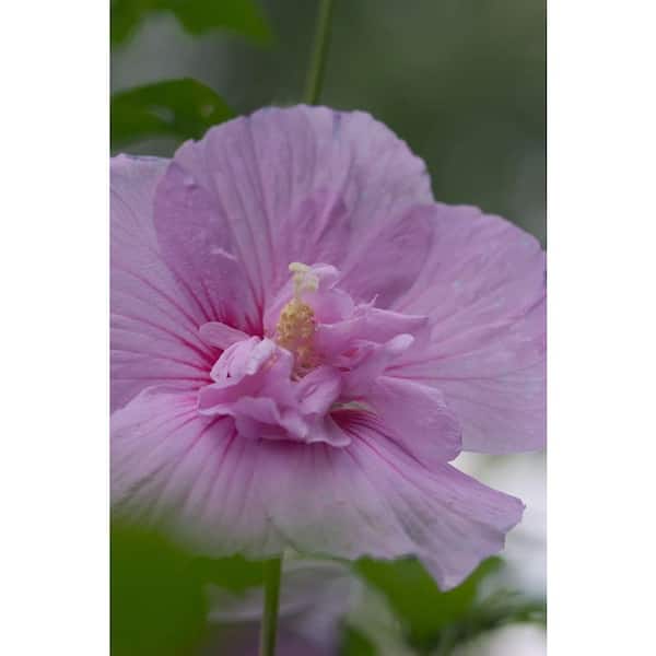 PROVEN WINNERS 1 Gal. Hibiscus Althea Chiffon Dark Lavender Plant with Lavender Blossoms in Grower pot