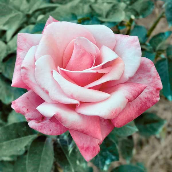 national PLANT NETWORK Bare Root Rose First Prize with Pink