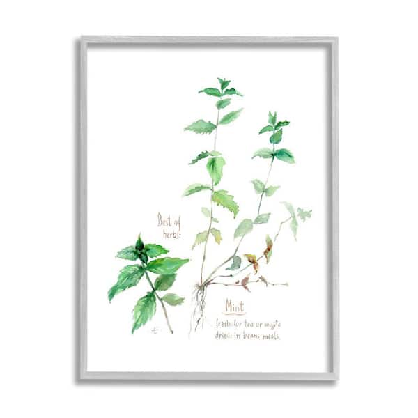 Stupell Industries Mint Sprigs Herbs Watercolor Garden Plant by Verbrugge Watercolor Framed Print Nature Texturized Art 11 in. x 14 in.