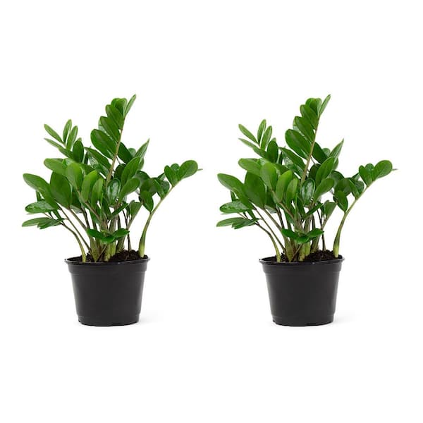 Pure Beauty Farms 1.5 Qt. ZZ Plant Zamioculcas in 6 in. Grower's Pot (2-Pack)