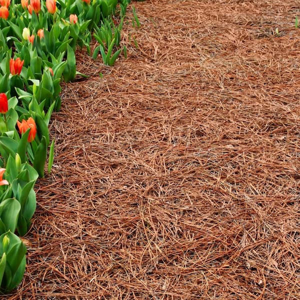 Long Leaf Pine Straw Bale