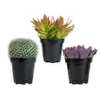 3.5" Live Plant Assortment of 2 Succulents and 1 Cactus