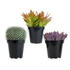 3.5" Live Plant Assortment of 2 Succulents and 1 Cactus