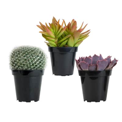 3.5" Live Plant Assortment of 2 Succulents and 1 Cactus