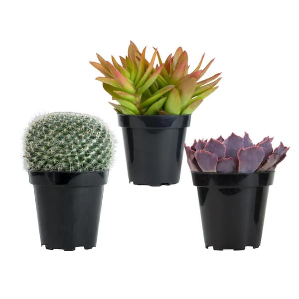 Mini Cactus - 10 pieces 