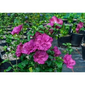 4.5 in. Qt. Magenta Chiffon Rose of Sharon (Hibiscus) Live Plant, Purple Flowers