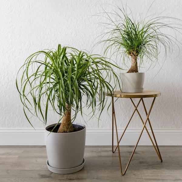 United Nursery Ponytail Palm Beaucarnea recurvata Live Houseplant in 9.25  inch Grower Pot 21269 - The Home Depot