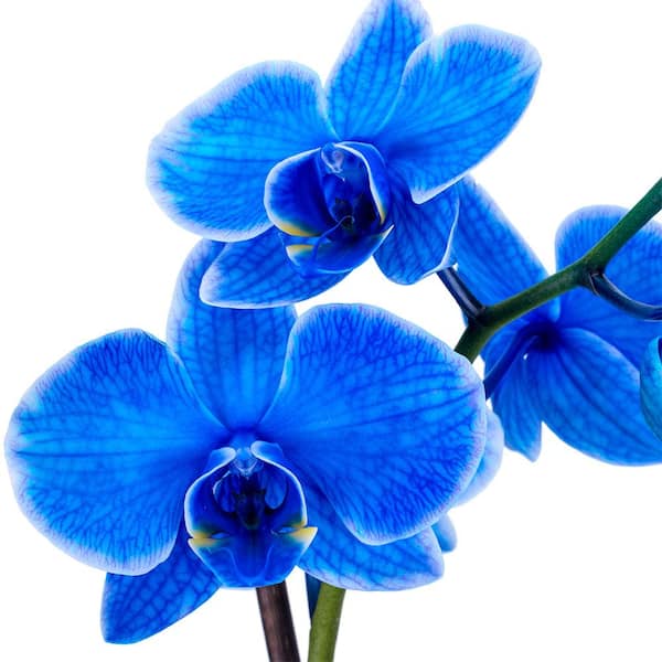 Orchid Blues