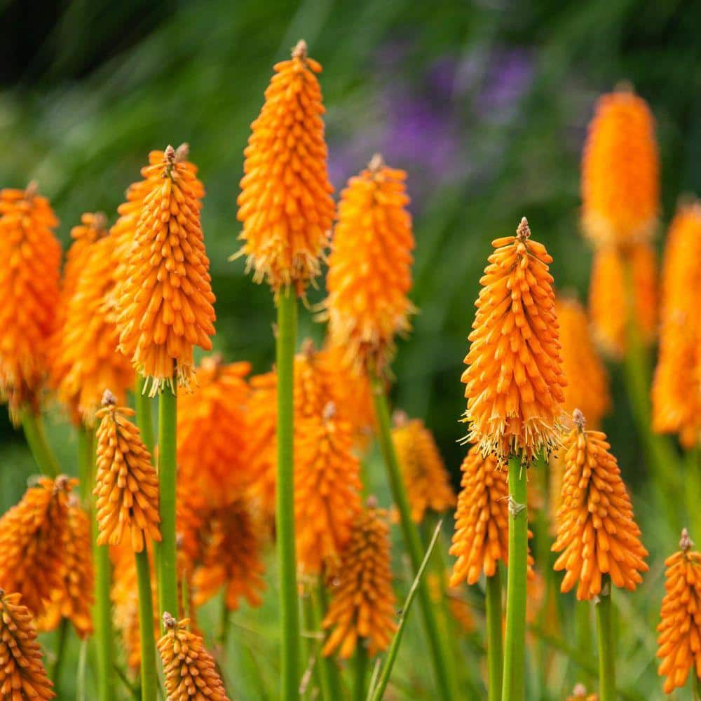 DIRECT GARDENING Multi-colored Flowering Red Hot Poker Plant Super