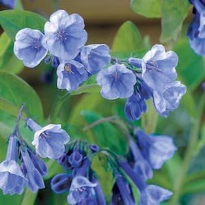 Virginia Bluebells (Mertensia), Live Bareroot Plant, Blue Flowering Perennial (2-Pack)
