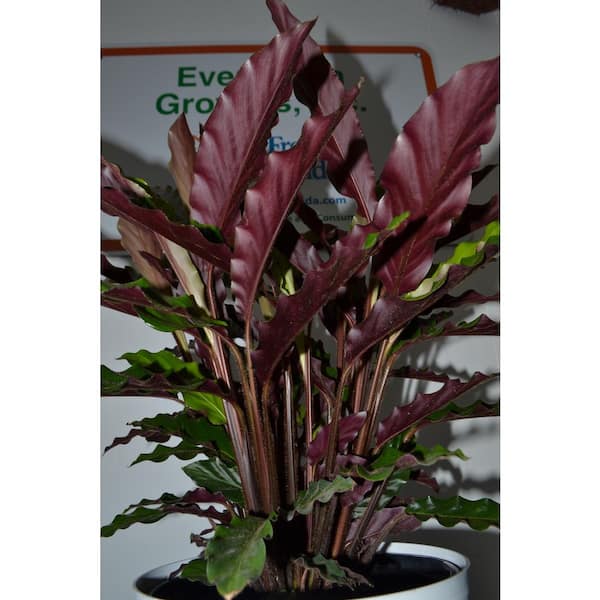 EVERBLOOM GROWERS, INC. 10 in. Calathea Furry Feather Plant Grower's Choice  in Deco Pot EBG10CALTH - The Home Depot