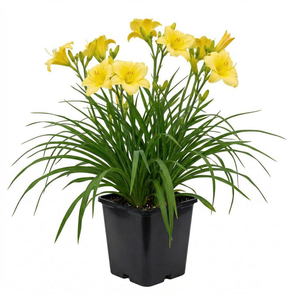 Bell Nursery 1 Gal. Big Time Happy Daylily (Hemerocallis) Live