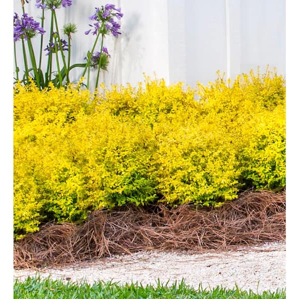 16　Sunshine leaves Have a question about SOUTHERN LIVING 2 Gal. Sunshine