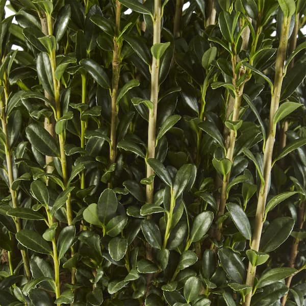 2.5 Qt. Holly Sky Pencil Shrub Plant