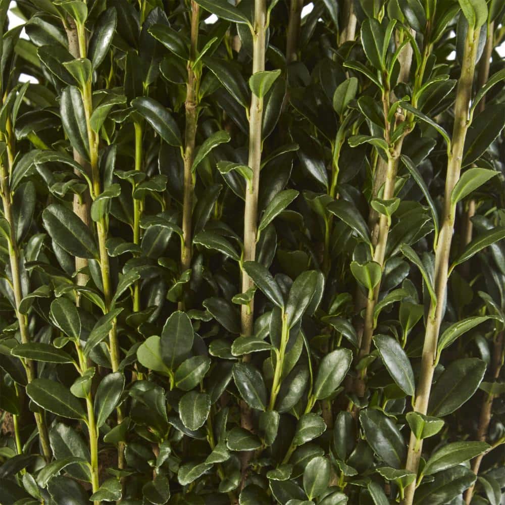 Sky Pencil Holly Evergreen Shrub in Black Container