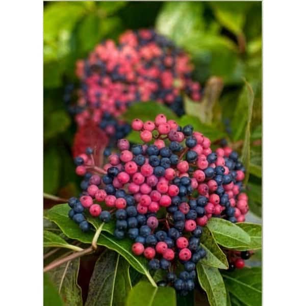 2 Gal. Brandywine Viburnum Live Flowering Shrub; White Flowers and Pink and Blue Fall Berries