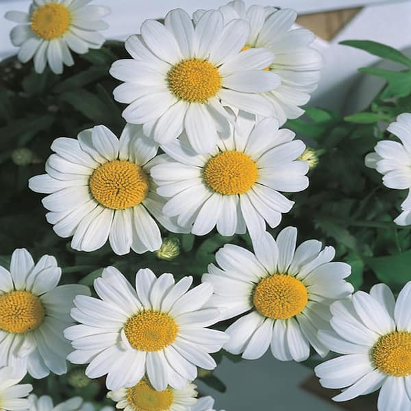 METROLINA GREENHOUSES #5 1 Qt. Darling Daisy White and Cream Shasta Daisy Plant