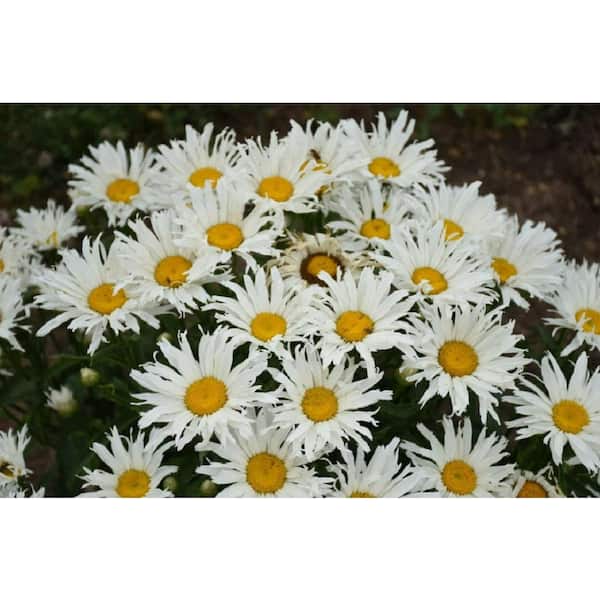 PROVEN WINNERS 1 Gal., Amazing Daisies 'Spun Silk' (Leucanthemum) Live Plant, White Flowers