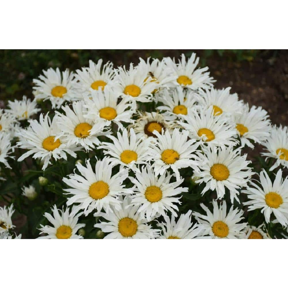 ARABIA エステリ \"Chrysanthemum leucanthemum\" Chrysanthemum leucanthemum (Ox-Eye Daisy) – MySeedsCo