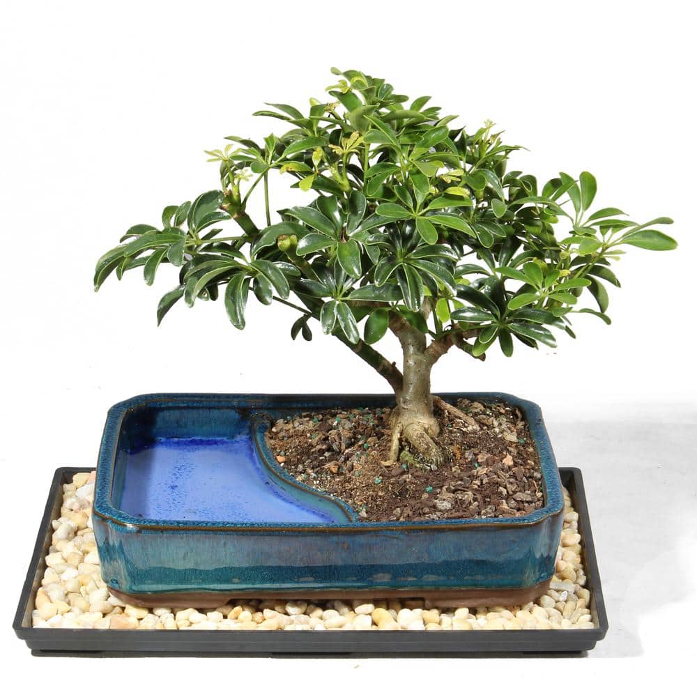 Medium Hawaiian Umbrella Indoor Bonsai Tree in Blue Ceramic Pot