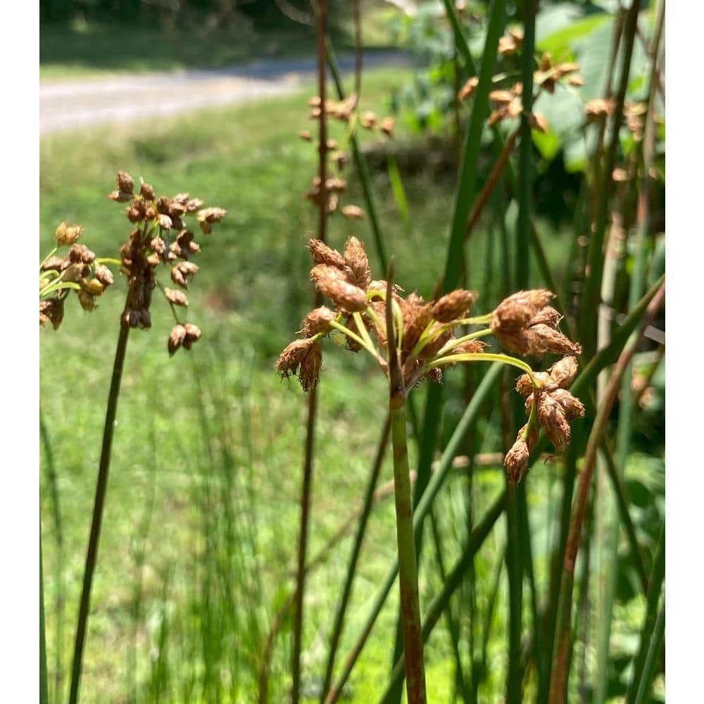 Givhandys 4 Inch Potted BullRush Bog/Marginal Aquatic Pond Plant ...