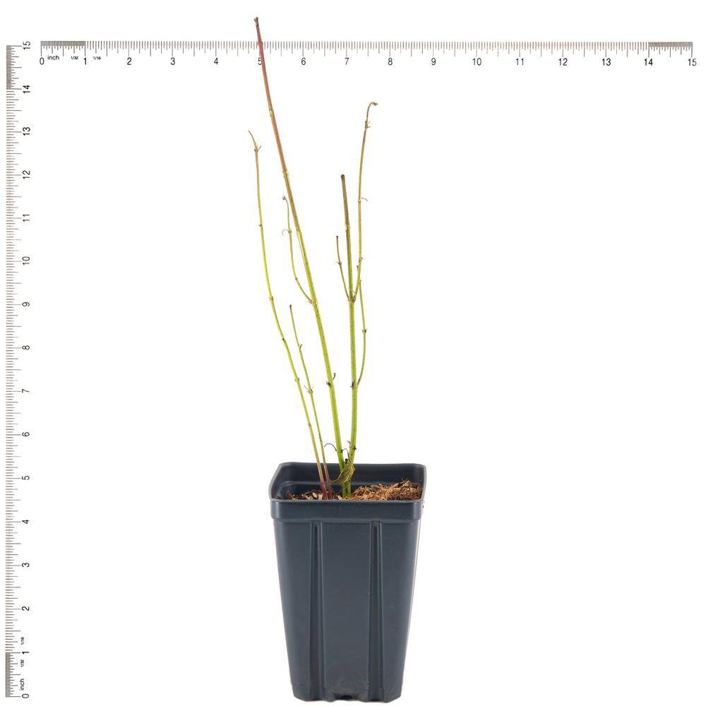 Ivory Halo Dogwood Shrub with Variegated Leaves in 4-Inch Container