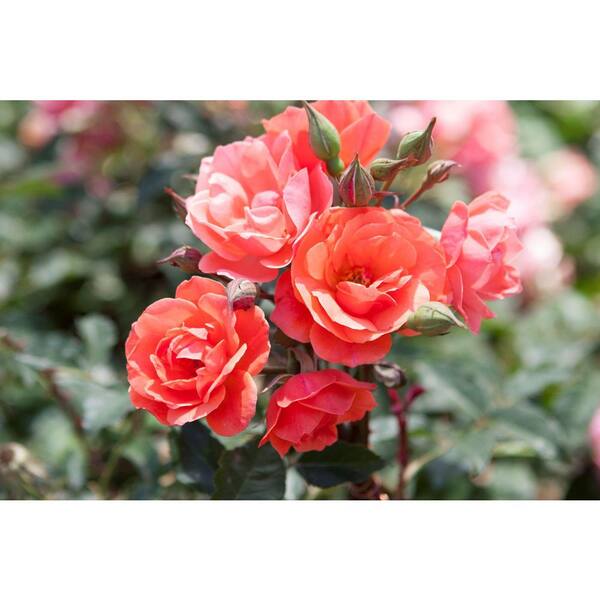 KNOCK OUT 3.0 Gal. Coral Knock Out Rose Bush with Fragrant Orange