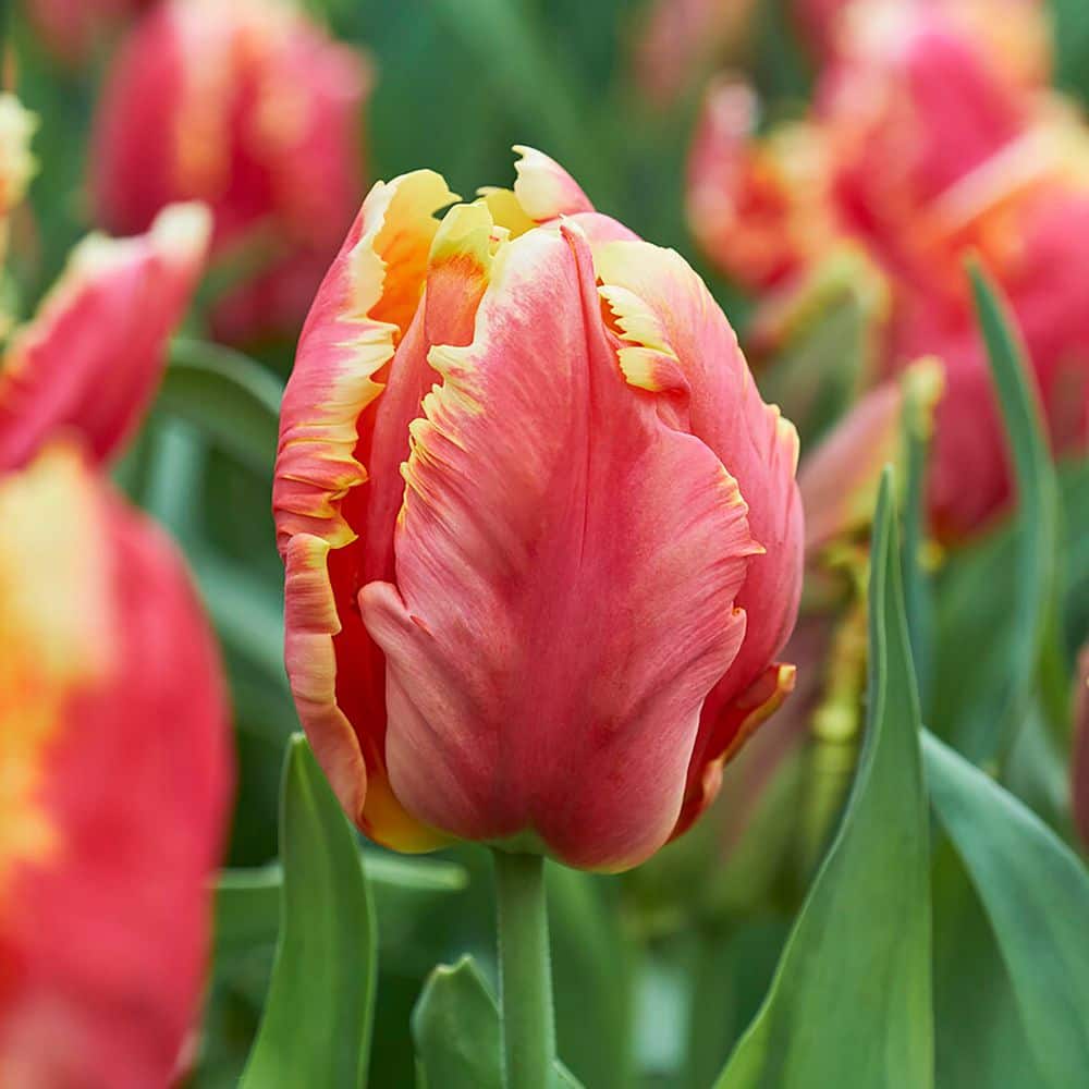 11/12cm, Dee Jay Parrot Tulip Flower Bulbs (Bag of 25) price history on PriceWatchPro
