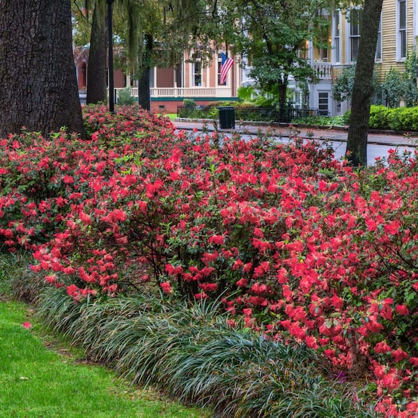 national PLANT NETWORK 2.5 Quart Azalea 'Christina' Flowering