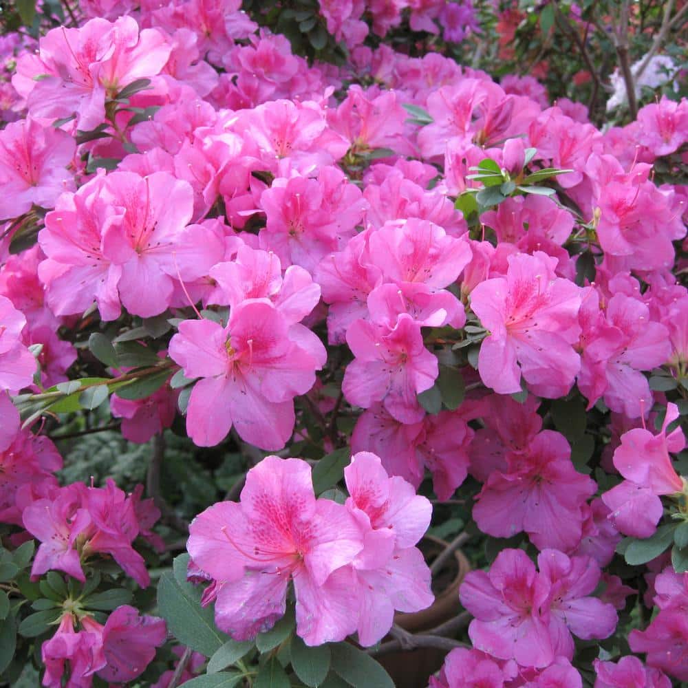 national PLANT NETWORK FlorAmore Azalea Pink Shrub (1-Piece