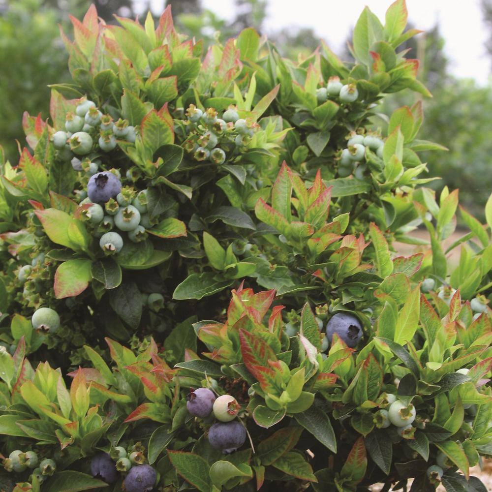 2 Gallon Blueberry Jelly Bean Plant in Green Container