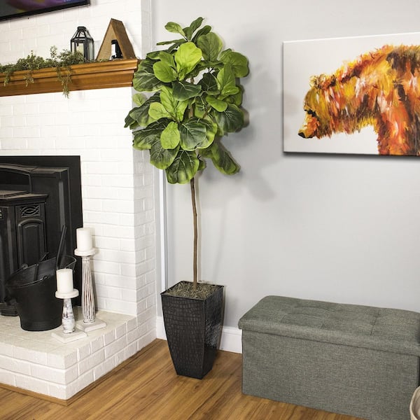 Unbranded 5 ft. Fig Tree in Black Metal Square Fluted Planter