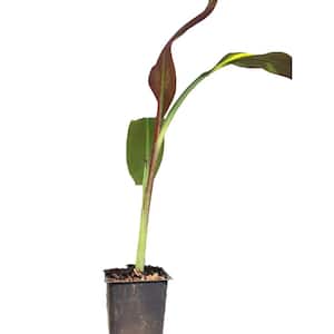 4 in. Red Abyssinian Banana Plant (3-Pack)