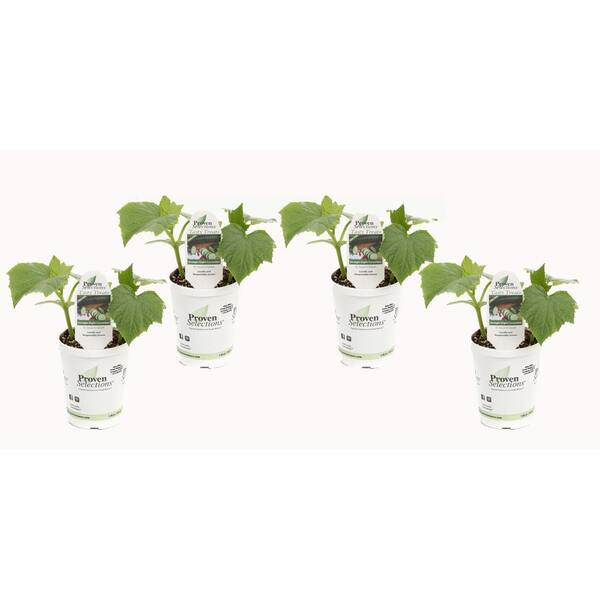 PROVEN WINNERS - 4.25 in. Grande Proven Selections Straight Eight (Cucumber) Live Vegetable Plant, 4-Pack