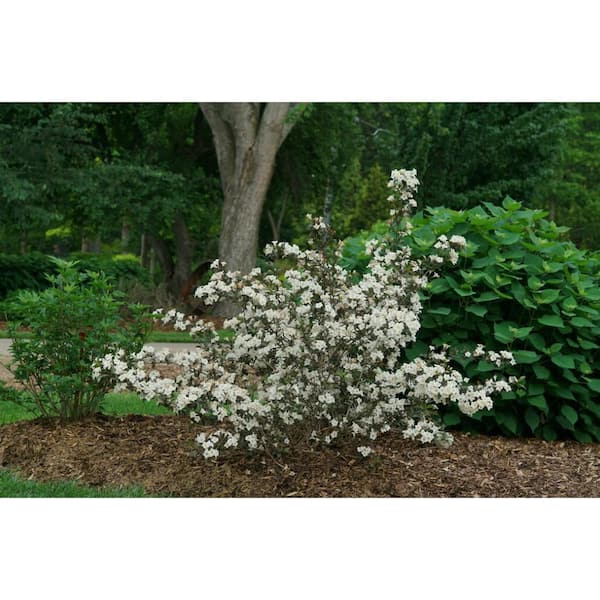 PROVEN WINNERS 4.5 in. Quart, Wine and Spirits (Weigela), Live