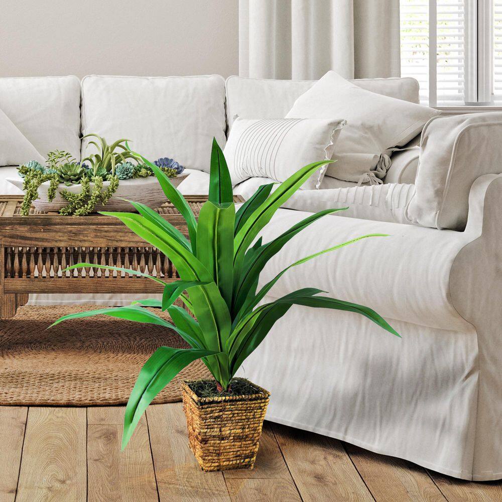 34-Inch Dracaena in Square Basket