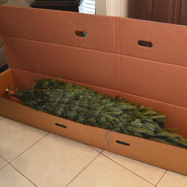 National Plant Network 5 Ft Freshly Cut Fraser Fir Real Christmas Tree Hd9064 The Home Depot