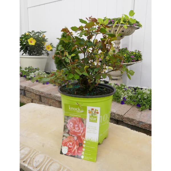 KNOCK OUT 3 Gal. Coral Knock Out Rose Bush with Brick Orange to Pink  Flowers 21308 - The Home Depot